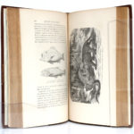 La Terre avant le déluge, Louis FIGUIER. Hachette, 1864. Pages intérieures.