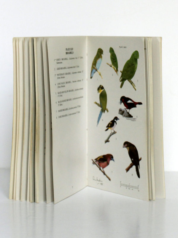 Pocket Guide to the birds of Borneo, The Sabah Society, 1984. Pages intérieures.